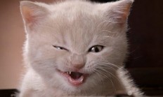 开云体育登录-卡塔尔对阵巴黎，莱万教科书级表现，定义现代中锋的完美模板