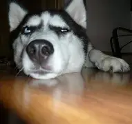 哈比斯多逼前发流染，蒂蒂登霜重爵伊国